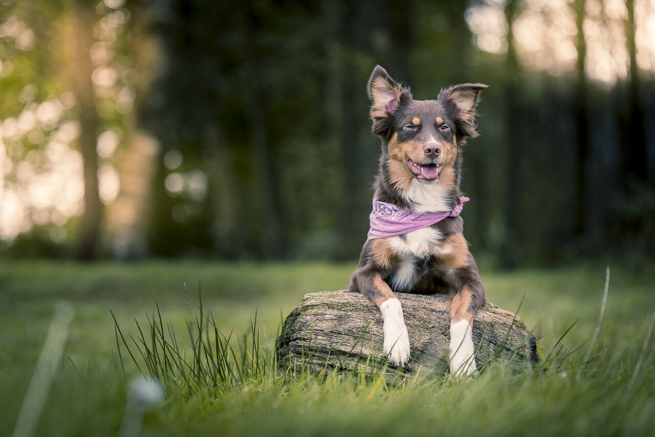 chowchilla ca dog care