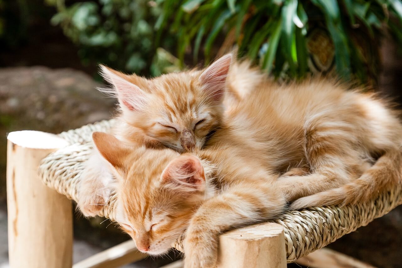 chowchilla ca cat care